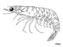 Image of Metapenaeus insolitus (Emerald shrimp)
