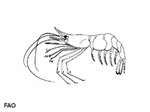 Image of Plesionika acanthonotus (Lesser striped shrimp)
