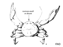 Porcellanidae