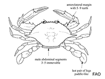 Image of Charybdis annulata (Banded-legged swimming crab)