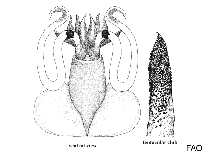 Promachoteuthidae