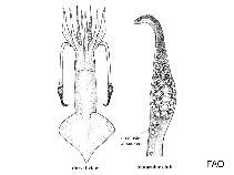 Psychroteuthidae