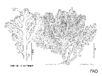 Rhizophyllidaceae