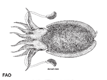 Image of Sepia esculenta (Golden cuttlefish)
