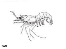 Image of Solenocera alfonso (Deep-water mud shrimp)