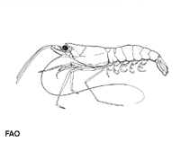 Image of Solenocera halli (Malayan mud shrimp)