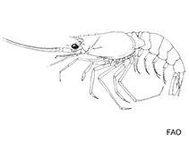 Image of Solenocera hextii (Deep-sea mud shrimp)