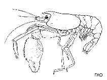 Image of Stenopus tenuirostris (Blue boxer shrimp)
