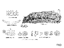 Stichopodidae