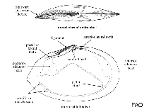 Tellinidae