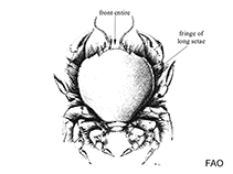 Thiidae