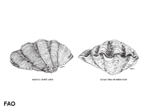 Image of Tridacna derasa (Smooth giant clam)