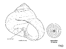 Image of Trochus stellatus (Stellate trochus)