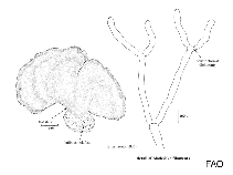 Udoteaceae