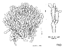 Valoniaceae