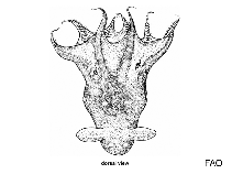 Vampyroteuthidae
