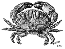 Image of Atergatopsis signata (Giant egg crab)