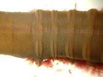 Image of Abarenicola pacifica (Pacific neopolitan lugworm)