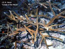 Image of Acropora cervicornis (Staghorn coral)