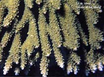 Image of Acropora clathrata (Table coral)