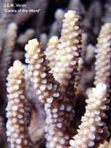 Image of Acropora donei 