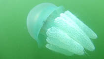 Image of Acromitus flagellatus 