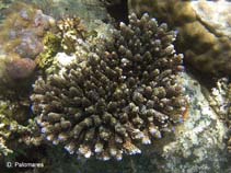 Image of Acropora hyacinthus (Brush coral)