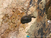 Image of Liolophura japonica (Japanese common chiton)