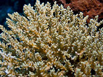Image of Acropora kimbeensis (Pink-tip Acropora)