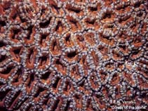 Image of Micromussa lordhowensis (Closed brain coral)