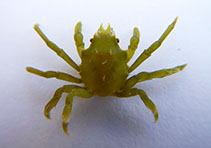 Image of Acanthonyx lunulatus (green spiny crab)