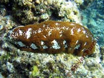 Image of Actinopyga mauritiana (Surf redfish)