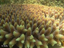 Image of Acropora millepora (Plate Acropora)