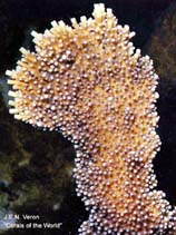 Image of Acropora palmata (Elkhorn coral)