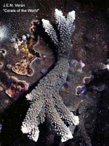 Image of Acropora palmerae 