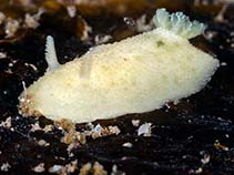 Image of Acanthodoris pilosa (Hairy spiny doris)