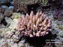 Image of Acropora polystoma 