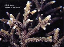 Image of Acropora pulchra 