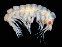 Image of Acanthonotozomopsis pushkini 