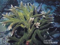 Image of Acropora robusta (Green robusta)