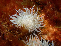 Image of Actinothoe sphyrodeta (Daisy anemone)