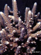 Image of Acropora samoensis (Bula Acropora coral)