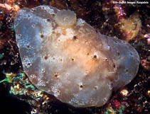 Image of Actinocyclus verrucosus 