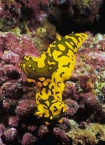 Image of Aegires minor (Banana nudibranch)