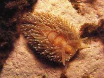 Image of Aeolidia papillosa (Shag-rug aeolis)