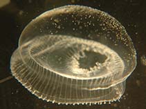 Image of Aequorea victoria (Water jellyfish)