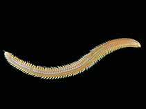 Image of Aglaophamus macroura (Purple worm)