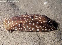 Image of Aglaja tricolorata (Headshield slug)