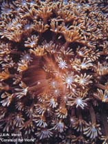 Image of Alveopora allingi (Net coral)