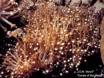 Image of Alveopora catalai (Branching flower pot coral)
